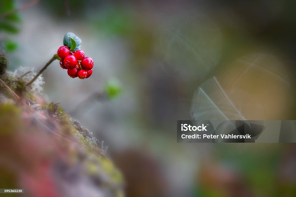 Closeup of wild and ripe lingonberries Closeup of wild and ripe lingonberries against a beautiful bokeh background Backgrounds Stock Photo