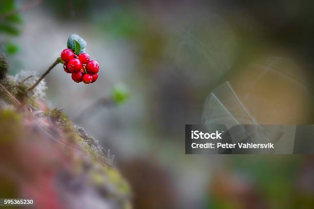 Closeup Of Wild And Ripe Lingonberries Stock Photo - Download Image Now - Backgrounds, Lingonberry, Autumn