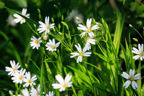 istock abstract wild flowers on green meadow 595365258