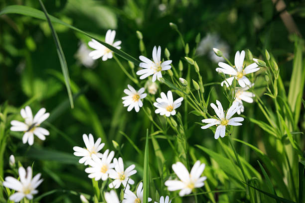 istock white wild flowers among green grass 595365272