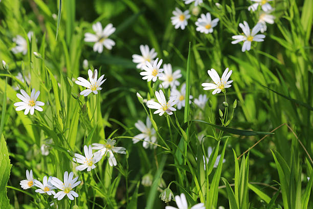 istock white wild flowers in green grass 595365292