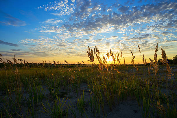 istock Sunset in a meadow 595365858