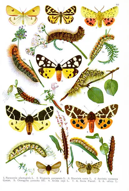 Photo of Illustration - Tiger moth (Arctia caja) and their relatives