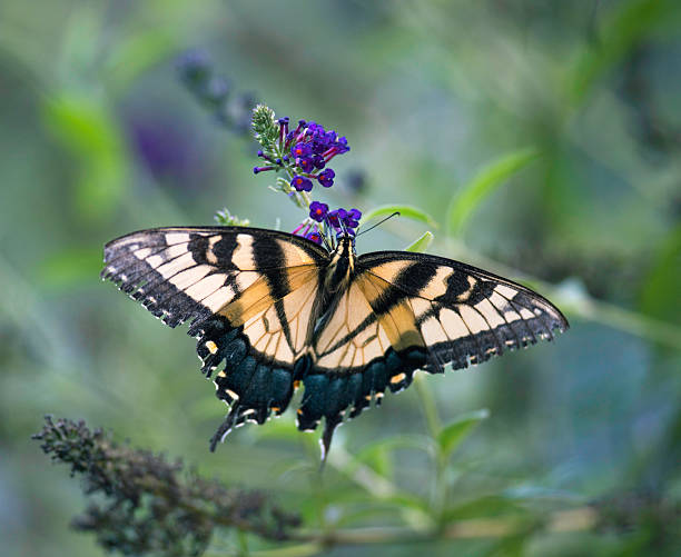 노스 캐롤라이나에서 나비 부시에 군주 나비 스톡 사진
