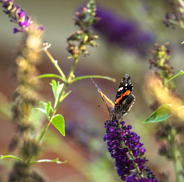 Cтоковое фото Красный адмирал бабочка в Северной Каролине