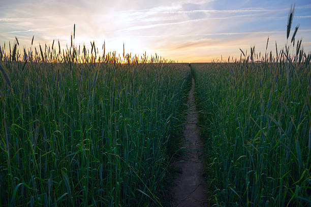 istock Wheat field in the evening at sunset 595367754