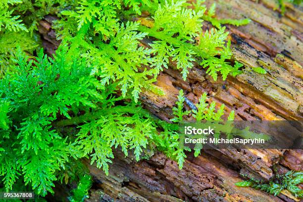 Green Fresh Moss On Olds Wood In Deep Forest Stock Photo - Download Image Now - Animal Family, Autumn, Backgrounds