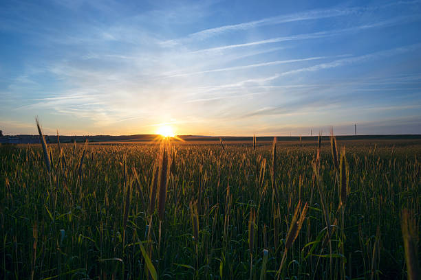 istock High ears of wheat at sunset 595368046
