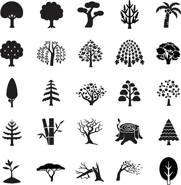 160+ Mulberry Tree Illustrations, Royalty-Free Vector Graphics