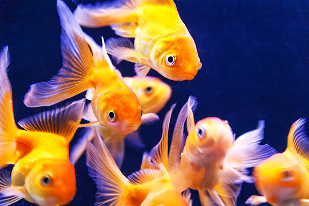 istock Orange parrot fish swimming in aquarium 595368322