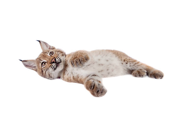 istock Eurasian Lynx cub on white 595368958