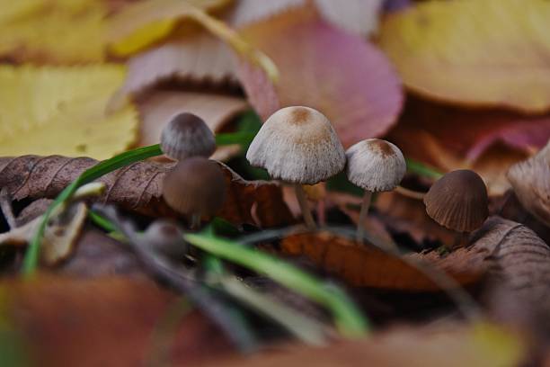 istock Close-Up Of Mushrooms Growing On Forest 595611109