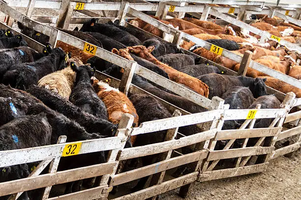 Lots of cattle heaped up in a corral in the Mercado de Liniers, Argentina