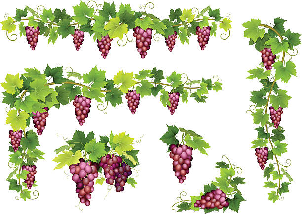 set von trauben rote trauben - grape green red purple stock-grafiken, -clipart, -cartoons und -symbole