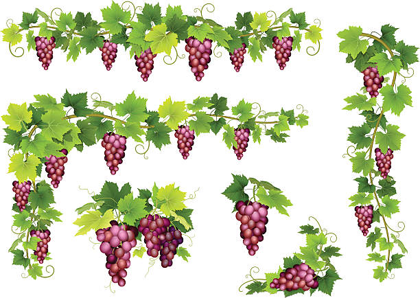 illustrations, cliparts, dessins animés et icônes de ensemble de grappes de raisins rouges - vignoble