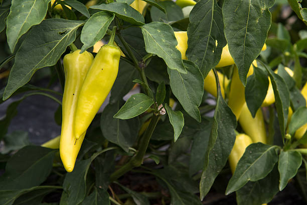 istock Green Italian Pepper 595725668