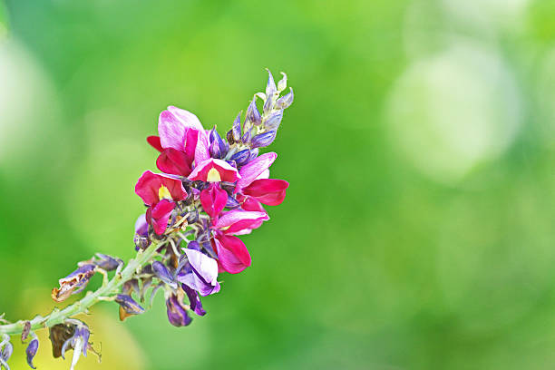 pueraria lobata - kudzu - fotografias e filmes do acervo