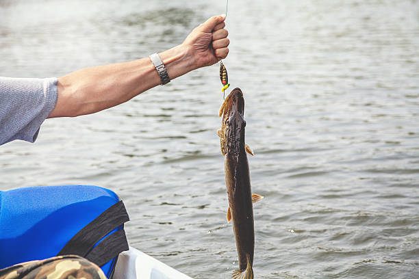 istock Fisherman holding pike caught over water 595727442
