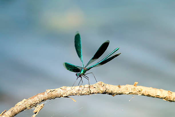 istock dragonfly green iridescent beauty sitting 595727658