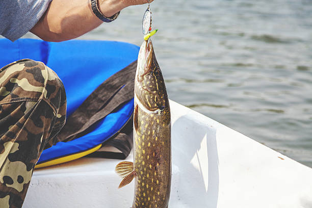 istock pike caught on lure hanging over white boat 595727720