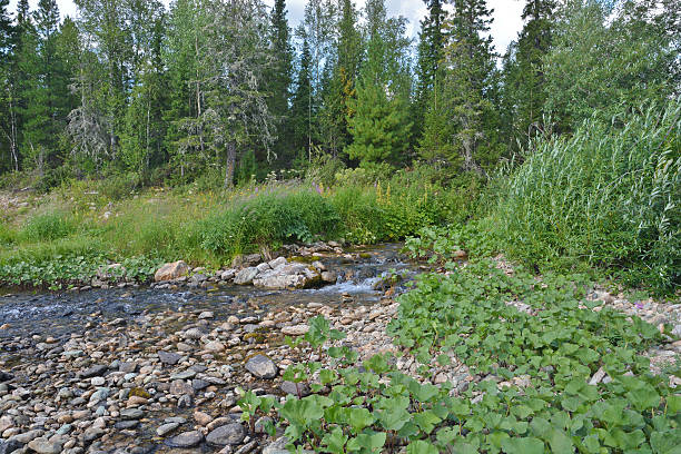 istock Forest stream in the National Park Yugyd VA. 595727802