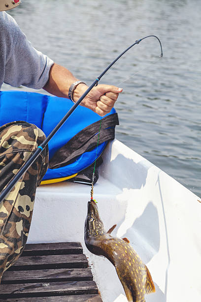 istock Pike tried to free hook from boat 595727834