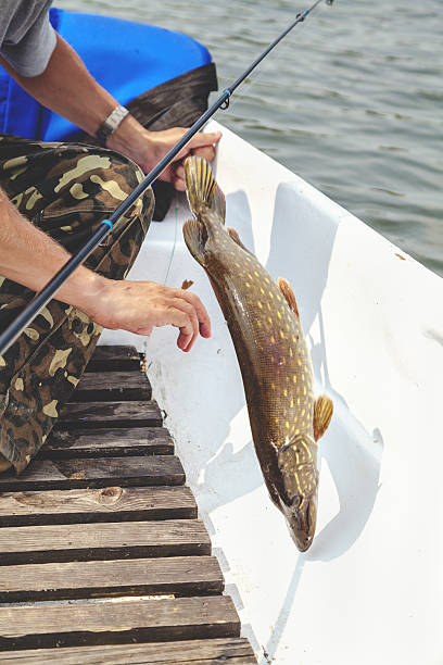 istock Pike tried to free hook from boat 595727880