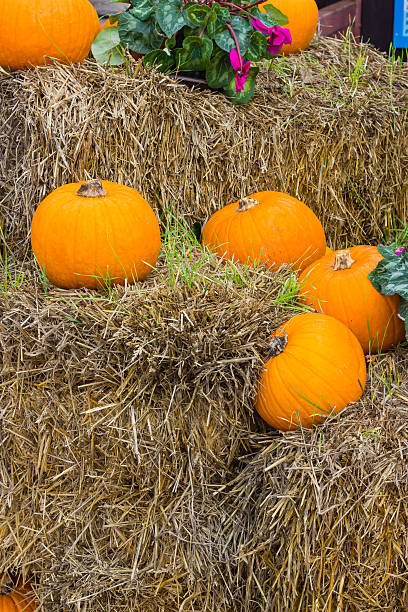 istock Orange pumpkins for Halloween Party 595727990