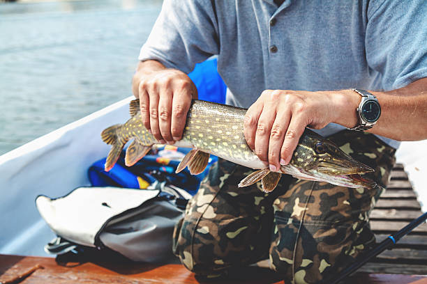 istock fisherman in boat holding pike 595728034