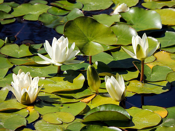 istock White water lilies - water lily 595728836