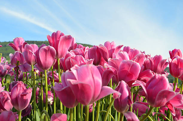 Pink Tulips Taken in Abbotsford, British Columbia at the Tulip Festival in April, 2016. A cluster of pink tulips in the field. abbotsford canada stock pictures, royalty-free photos & images