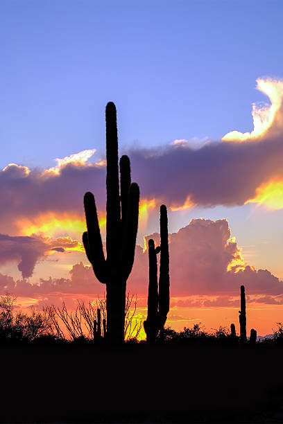 istock Desert Sunset-McDowell Sonoran Preserve. 595730034