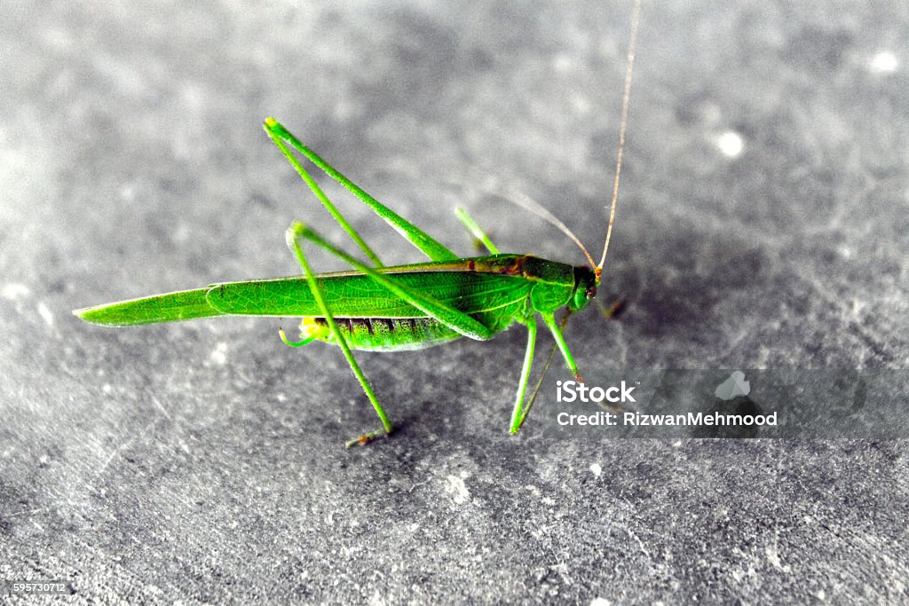 Hoppers Native Grass Hopper Stock Photo - Download Image Now - Grasshopper, Horizontal ...