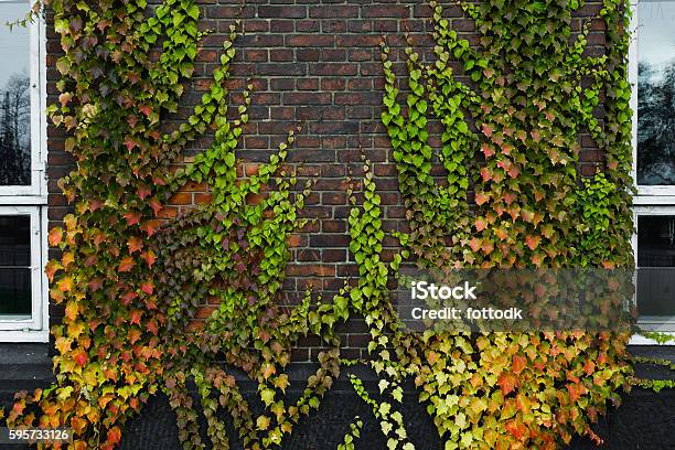 Boston Ivy Growing On Concrete Wall In Autumn Stock Photo - Download Image Now - Boston - Massachusetts, Decoration, Autumn