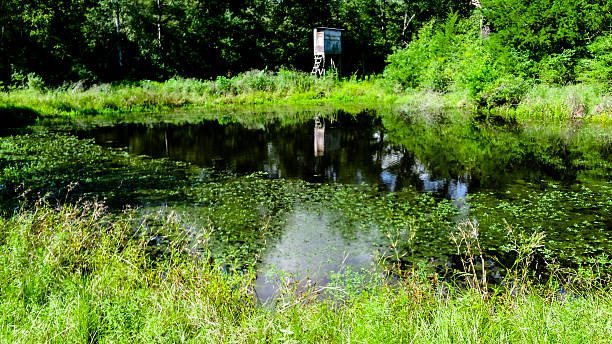 istock Lake or pond in forest with tree reflections in water. 595733690