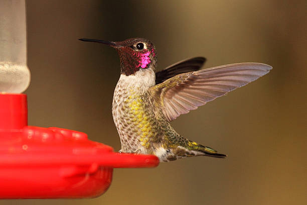 hummingbird throwing back wings - bird hummingbird flying annas hummingbird imagens e fotografias de stock