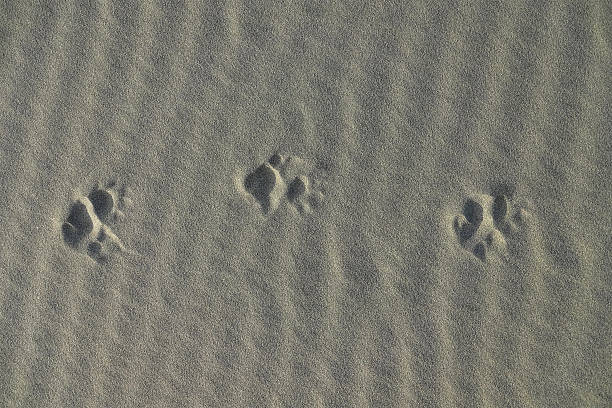 Possum Tracks In Light Sand The Tracks Of A Brushy-tailed Possum In Light Sand Along The Pacific Ocean In New Zealand. possum nz stock pictures, royalty-free photos & images