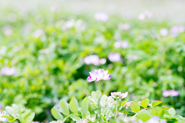 Japanese dog's tooth violet