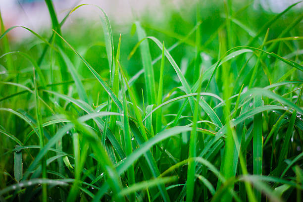 Green grass  leaf with rain drop stock photo