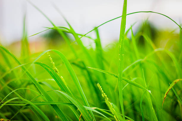 Green grass  leaf stock photo