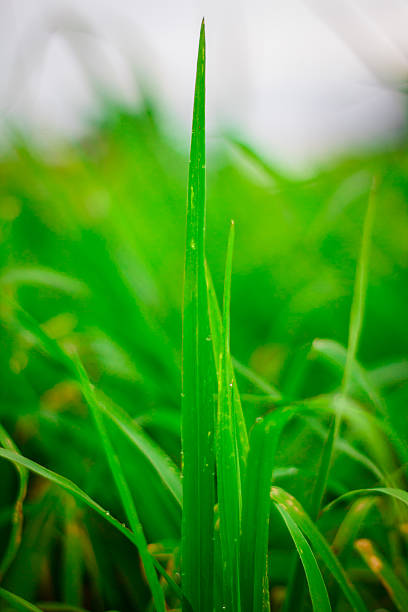 Green grass  leaf with rain drop stock photo