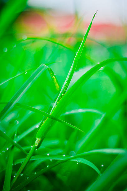 Green grass  leaf with rain drop stock photo