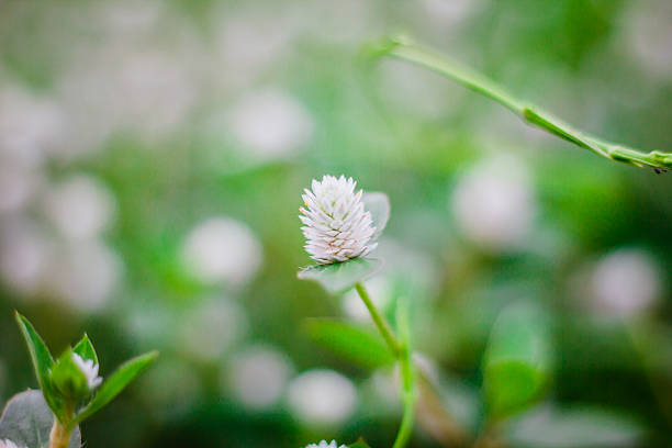 flower grass stock photo