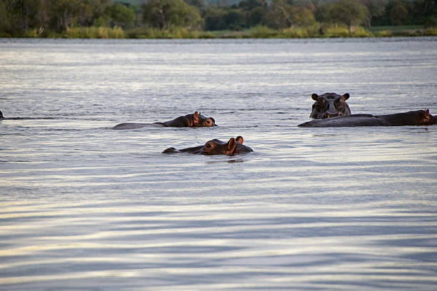 istock Hippos on the Zambezi River 595741016