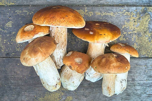 istock mushrooms Boletus Edulis on a wooden surface 595741024