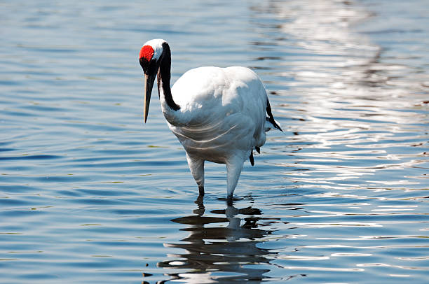 Red-crowned crane stock photo