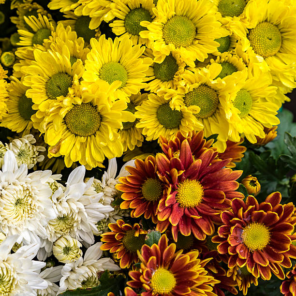 Several yellow red and white flower stock photo