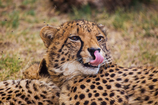 Cheetah under the cherry blossomsCheetah lying in the grass