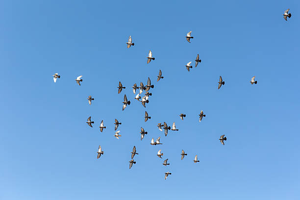 istock flock of pigeons in sky 595744022