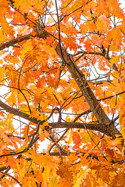 istock tree in autumnal colors 595744348